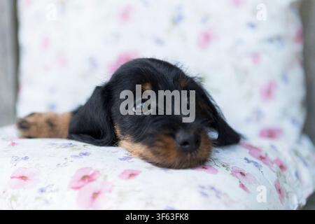 Portrait d'un chiot teckel à poil dur Banque D'Images