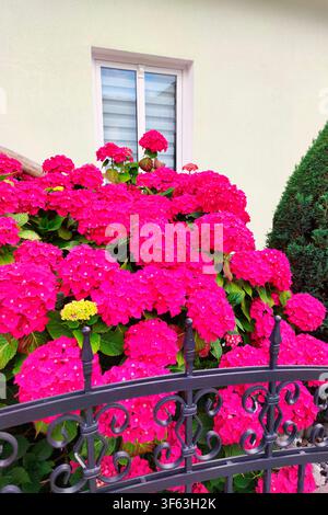 Hortensias roses dans la cour avant Banque D'Images