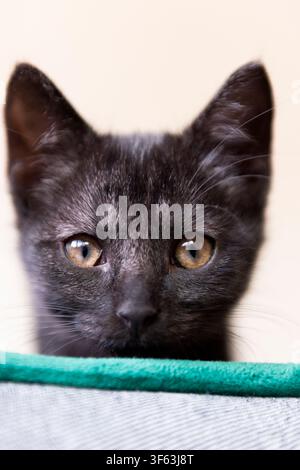 Portrait d'un chaton European Shorthair noir Banque D'Images