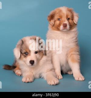 Portrait de deux chiots Australian Shepherd Banque D'Images