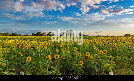 Un champ de tournesols en forme de labyrinthe sur cette ferme dans le Cheshire. Banque D'Images
