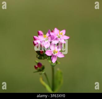 Centaurium erythraea (centaurée commune) en fleur dans une prairie Banque D'Images