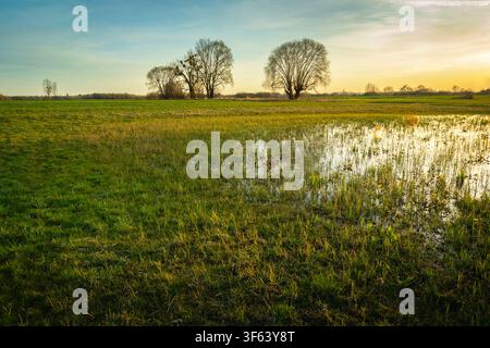 Eau sur une prairie verte et arbres à l'horizon, Nowiny, Lubelskie, Pologne Banque D'Images