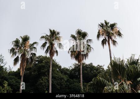 Groupe de grands palmiers s'élevant au-dessus d'une végétation luxuriante sous un ciel d'été éclatant. Paysage tropical à l'atmosphère méditerranéenne. Banque D'Images