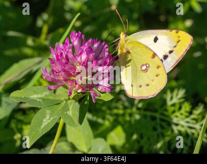 Colias hyale le papillon jaune nuageux pâle sur une fleur de trèfle rouge Banque D'Images
