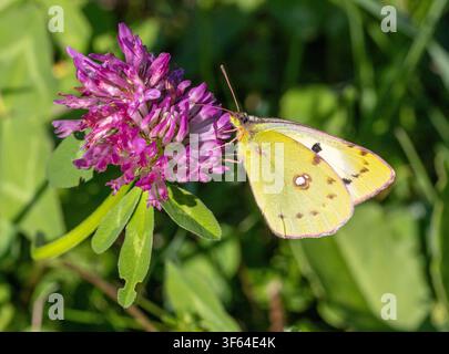 Colias hyale le papillon jaune nuageux pâle sur une fleur de trèfle rouge Banque D'Images