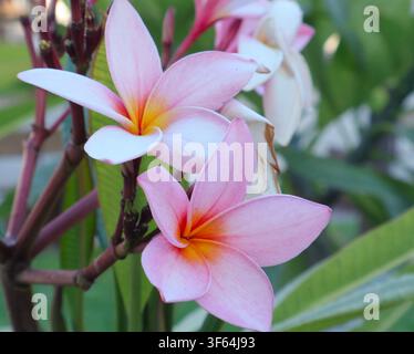 Grossissement de fleurs de Plumeria rubra (Frangipani) en pleine floraison avec un feuillage vert luxuriant, à Crète, Grèce Banque D'Images