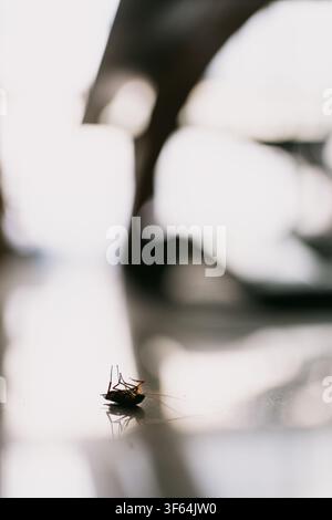 Cafard mort gisant sur le dos sur un sol blanc brillant, fond flou doux avec l'ombre de Banque D'Images