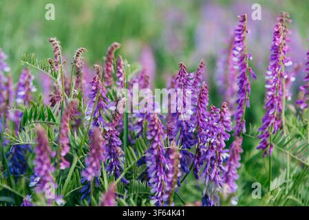 Gros plan d'une gesse des champs (Vicia cracca) en fleurs avec des fleurs violettes délicates dans une prairie verdoyante. Plante légumineuse sauvage poussant dans son habitat naturel, capturée avec une mise au point douce et une profondeur de champ peu importante au printemps ou en été. Banque D'Images