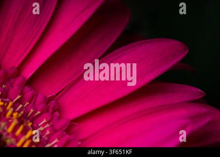 Superbe macro d'une texture de pétale de gerbera rose éclatante sous un éclairage doux sur un fond sombre. Banque D'Images
