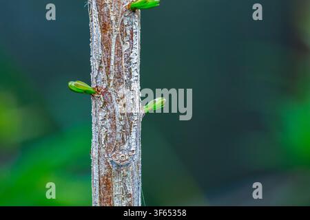 Photographie macro des écorces fibreuses texturées et des petites bourgeons verts émergents sur le tronc d'un cyprès chauve au début du printemps Banque D'Images