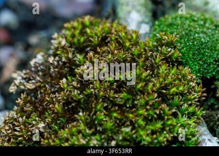 Photographie macro détaillant différentes textures et types de mousse verte sauvage poussant côte à côte à l'extérieur. Banque D'Images
