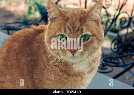 Portrait de tête et d'épaules d'un chat domestique roux à poils tigrés avec des yeux verts vifs à l'extérieur dans une lumière naturelle douce. Banque D'Images