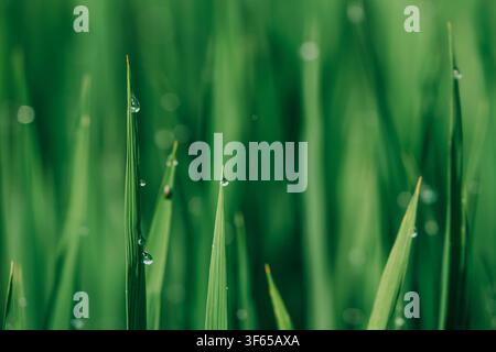 Prise de vue en gros plan extrême de feuilles de plantes vertes fines recouvertes de perles d'eau scintillantes sur un fond doux flou. Banque D'Images