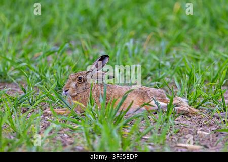 Lapin brun européen (Lepus europaeus) reposant dans un champ au printemps Banque D'Images