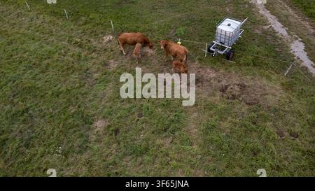 Une perspective aérienne montre plusieurs vaches brunes et de jeunes veaux debout et broutant dans un pâturage herbeux entouré d'une clôture électrique simple. L'an Banque D'Images