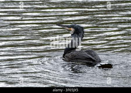 Un grand cormoran (Phalacrocorax carbo) au plumage sombre et irisé nage avec vigilance dans une rivière, créant des ondulations à la surface de l'eau. Espace libre Banque D'Images
