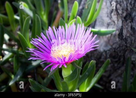 Fleur violette éclatante de Carpobrotus edulis (figue hottentote ou plante de glace) en pleine floraison entourée de feuilles succulentes vertes charnues sous un soleil éclatant Banque D'Images