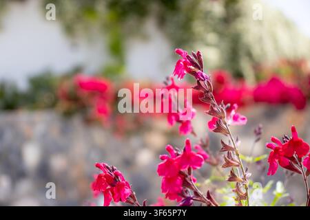 Présentation en gros plan de fleurs d'automne sauge (Salvia greggii) d'un rose-rouge vif, épanouies en extérieur en mise au point sélective contre un arrière-plan légèrement flou sur Banque D'Images