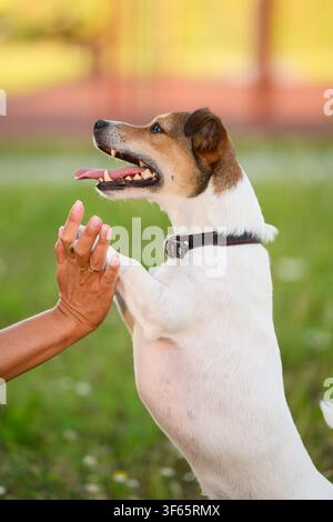 Adorable chiot Jack Russell Terrier debout sur ses pattes arrière tenant la main de son maître, chien heureux avec la langue tirée en portrait, concept de dressage et de communication pour animaux de compagnie, intelligent Banque D'Images