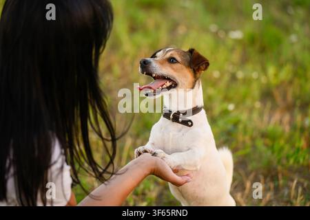 Adorable chiot Jack Russell Terrier debout sur ses pattes arrière tenant la main de son maître, chien heureux avec la langue tirée en portrait, concept de dressage et de communication pour animaux de compagnie, intelligent Banque D'Images