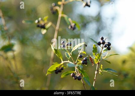 Branches de buisson de Frangula rhamnus avec des baies noires mûres au soleil sur un fond forestier flou Banque D'Images