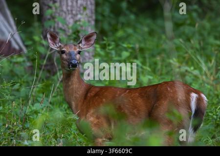 Cerf à queue blanche (Odocoileus virginianus) debout dans une forêt estivale luxuriante, portrait rapproché d'une biche regardant l'appareil en Pennsylvanie Banque D'Images
