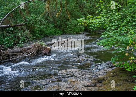 Ruisseau forestier peu profond coulant sur des rochers avec des troncs tombés et des arbres verts luxuriants, créant une scène naturelle calme de forêt idéale pour les voyages, l'environnement, a Banque D'Images