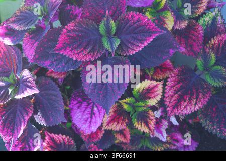 L'affichage kaléidoscopique des feuilles vives de coleus révèle un mélange fascinant de pourpres profonds, de verts émeraude, de jaunes dorés et de roses flamboyants ; leurs Banque D'Images