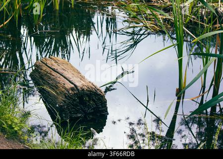 Vieux tronc d'arbre érodé flottant dans l'eau calme d'un étang entouré de roseaux Banque D'Images