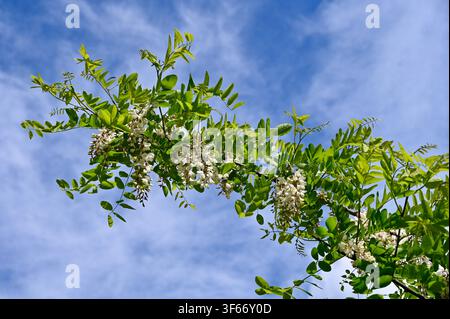 Une photographie de paysage en contre-plongée capturant les branches vertes luxuriantes d'un robinier noir ou d'un acacia blanc en fleurs, chargées de grappes de fleurs blanches délicates suspendues. Les branches s'étendent en diagonale à travers le cadre contre un ciel bleu vif rempli de nuages blancs doux et vaporeux sous une lumière vive du jour. Banque D'Images