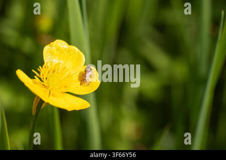 Tachycixius pilosus, imago sur une fleur de bouton d'or le long d'une haie, Nottinghamshire, Royaume-Uni, mai Banque D'Images