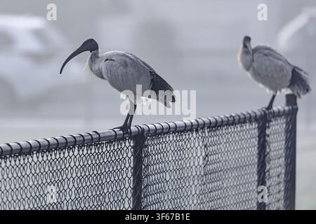 Photographie d'un oiseau White Ibis Bin Chicken debout sur une clôture métallique dans un terrain de sport local par une matinée brumeuse et brumeuse à Penrith en Nouvelle-Galles du Sud Banque D'Images
