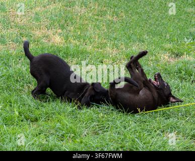 Jeunes chiots jouant dehors sur l'herbe verte du parc municipal Banque D'Images