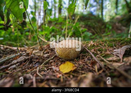 Une vue détaillée, au niveau du sol, d’un champignon boule de terre commun (probablement Scleroderma citrinum) reposant sur le sol d’une forêt en Cornouailles, Royaume-Uni. Banque D'Images