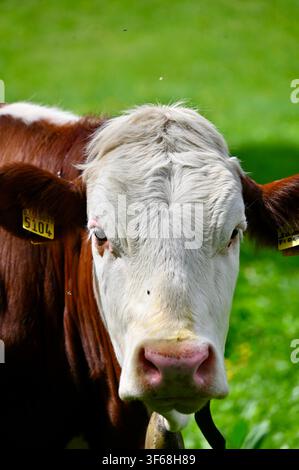 Photographie verticale en extérieur capturant un portrait de face d'une vache brune et blanche portant une clochette autour du cou. La vache se tient dans une prairie verdoyante à côté d'un tronc d'arbre, regardant directement la caméra avec des oreilles étiquetées et une expression calme sur un fond flou d'herbe et de feuillage. Banque D'Images