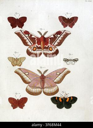SEATTLE - 13 OCT. 2024 - Illustrations de papillons et de chenilles vibrants tirées d'un livre d'entomologie du XIXe siècle, illustrant l'incroyable diversité des Banque D'Images