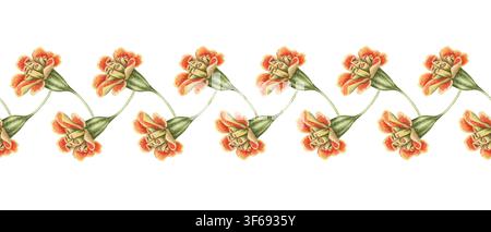 Fleurs de Tagetes patula bordure sans couture illustration aquarellée. Marguerite française orange dessinée à la main dans un style botanique vintage. Design floral pour carte de vœux. Modèle naturel pour décoration automnale. Banque D'Images