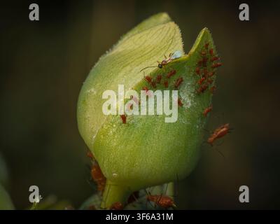 Macro rapprochée de minuscules pucerons rouges et d'une guêpe parasitoïde infestant un bourgeon floral vert émergent dans un jardin Banque D'Images