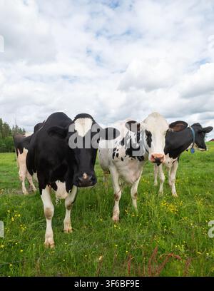 Vaches laitières Holstein Friesian dans un pré Banque D'Images