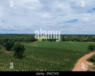 Prise par drone, vue aérienne de champs de manioc avec une route de terre, des terres agricoles cultivées, une végétation verte, des arbres dispersés et un paysage rural Banque D'Images