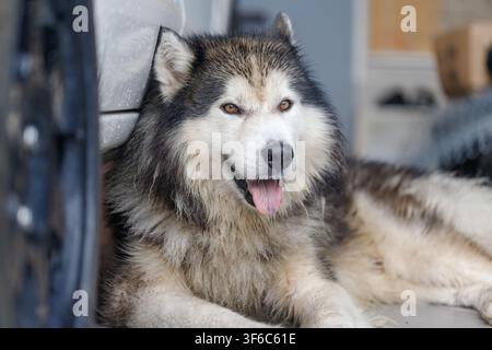 Close-up d'un Husky sibérien, un chien flou et mouillé à l'expression calme Banque D'Images