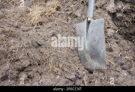 Pelle coincée dans un tas de fumier pour fertiliser le sol du jardin, mise au point sélective Banque D'Images