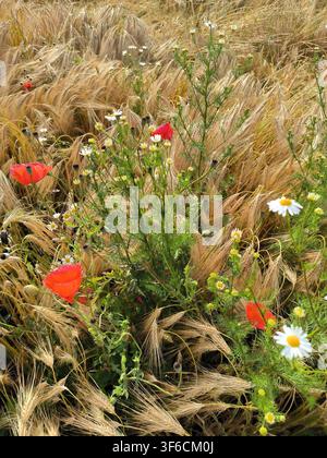 Coquelicots rouges et fleurs sauvages de camomille blanche poussant dans un champ de blé doré Banque D'Images