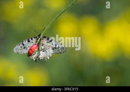 Papillon Festoon oriental, Allancastria cerisyi, posé sur une fleur de coquelicot, Bulgarie Banque D'Images