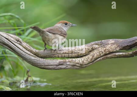 Femelle Sylvia atricapilla, Bulgarie Banque D'Images