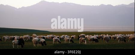 Un troupeau de moutons broute paisiblement sur un pâturage alpin luxuriant et vert pendant l'heure dorée, avec des montagnes enneigées majestueuses s'élevant dans la brume Banque D'Images