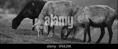 Un troupeau de trois moutons broute paisiblement sur une colline herbeuse dans cette photographie monochrome. Les animaux, capturés sous un angle latéral, sont concentrés sur f Banque D'Images