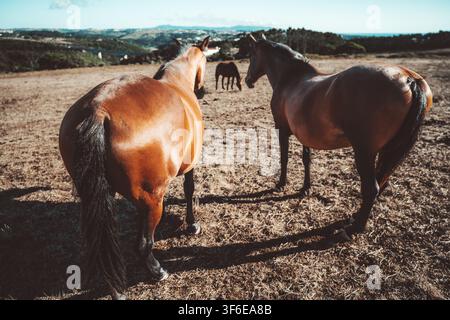 Vue grand angle avec mise au point sélective sur trois chevaux bruns debout et broutant dans un pâturage sec ensoleillé, encadrés par une campagne vallonnée et lointaine Banque D'Images