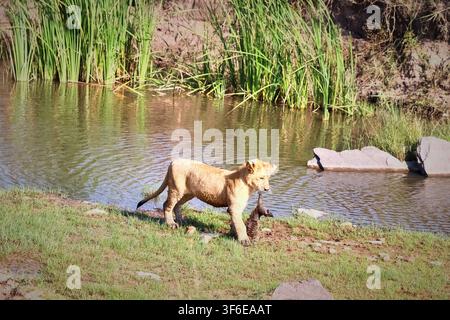 Jeune lion marchant le long du bord d'un étang, portant fièrement un oiseau mort dans sa bouche, mettant en valeur les dures réalités de la survie dans la nature Banque D'Images